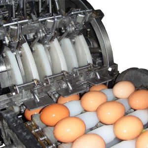 Automatic egg processing line