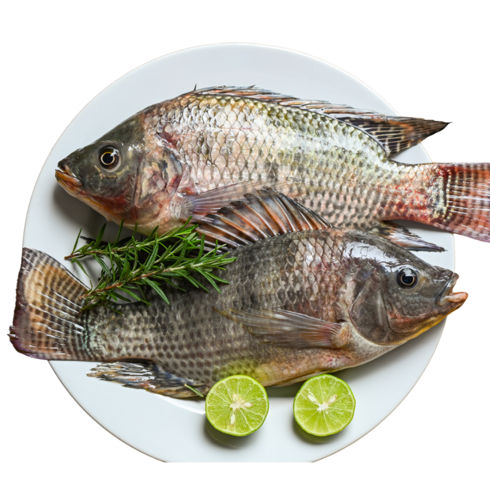 WHOLE ROUND TILAPIA (GUTTED & CLEANED) - Image 2