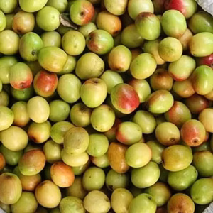 Apple Kul (BU Kul-1 / Apple Jujube) – Export-Grade Premium Jujube, Fresh & Value-Added