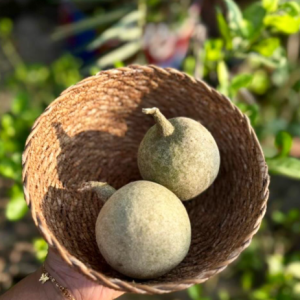 Kodbel (Wood Apple / Limonia acidissima) – Fresh Fruit, Frozen Pulp & Value-Added Export Formats