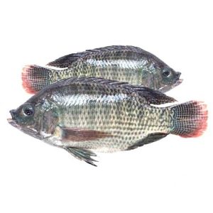WHOLE ROUND TILAPIA (GUTTED & CLEANED)