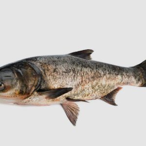 BIGHEAD CARP (WHOLE, GUTTED & CLEANED)