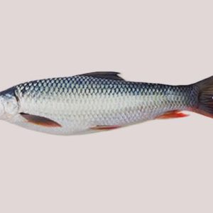 MRIGAL CARP (WHOLE, GUTTED & CLEANED)