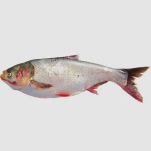 SILVER CARP (WHOLE, GUTTED & CLEANED)