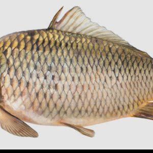 COMMON CARP (CYPRINUS CARPIO) (WHOLE, GUTTED & CLEANED)