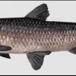 BLACK CARP (MYLOPHARYNGODON PICEUS) (WHOLE, GUTTED & CLEANED)