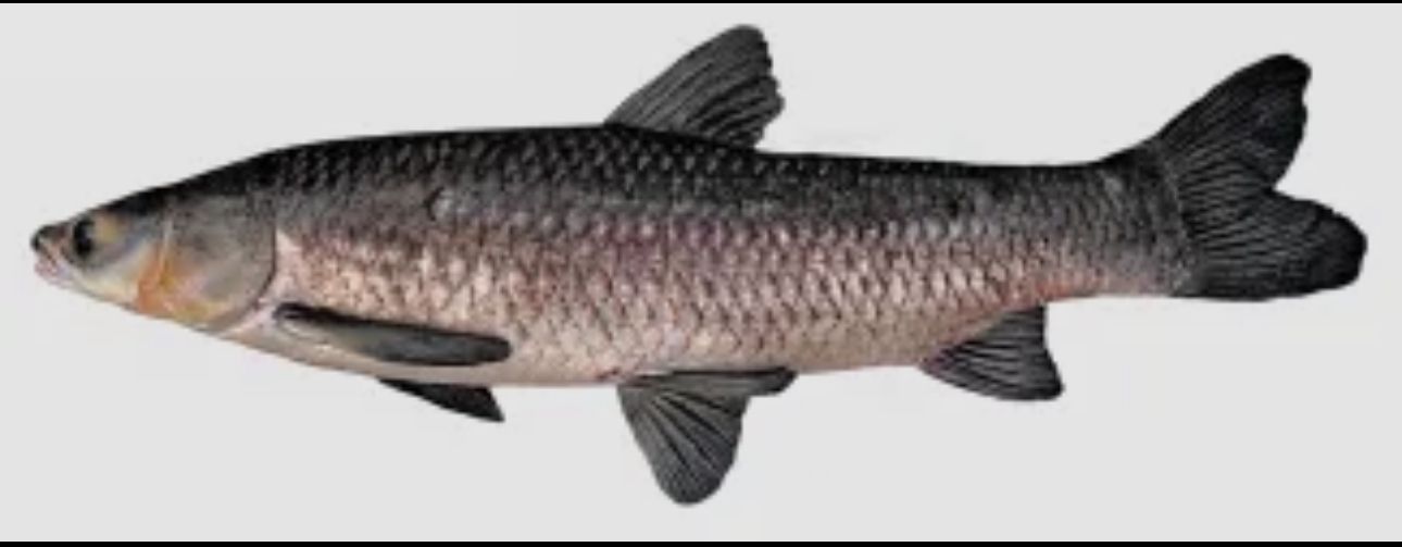 KALIBAUS (KALIBAUSH) (WHOLE, GUTTED & CLEANED) - Image 2