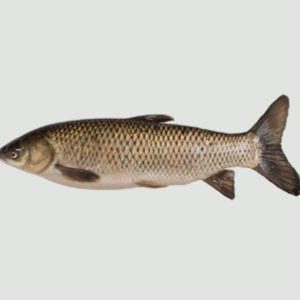 GRASS CARP (CTENOPHARYNGODON IDELLA) (WHOLE, GUTTED & CLEANED)