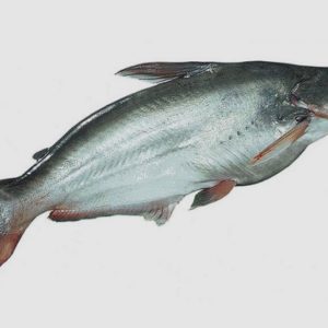 PANGUS (PANGASIUS HYPOPHTHALMUS) (WHOLE, GUTTED & FILLET)
