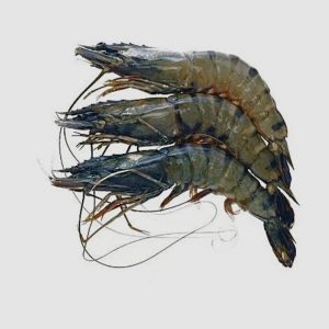 GOLDA (GIANT FRESHWATER PRAWN) (MACROBRACHIUM ROSENBERBERGII)