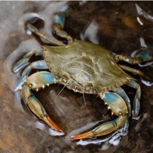 FRESHWATER & BRACKISH WATER CRAB (WHOLE & CLEANED)
