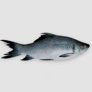 KALIBAUS (KALIBAUSH) (WHOLE, GUTTED & CLEANED)