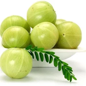 Amla (Phyllanthus emblica / Emblica officinalis) – Premium Grade Dried Whole Fruit, Powder, Juice Concentrate & Value-Added Export Formats