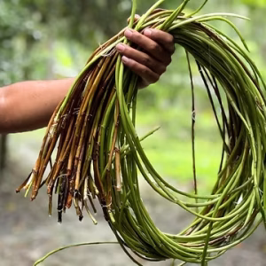 Loti (Kochur Loti / Taro Stolon / Taro Runner) – Premium Grade, Fresh & Processed, Export Quality