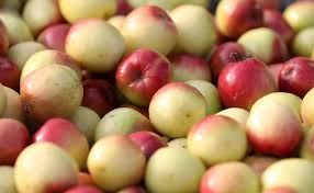 Apple Kul (BU Kul-1 / Apple Jujube) – Export-Grade Premium Jujube, Fresh & Value-Added
