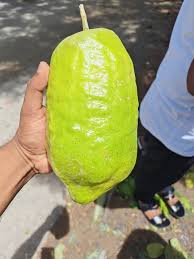 Jara Lebu (Sylhet Citron / Citrus Medica) – Export-Grade Giant Citrus, Whole Fruit & Value-Added Preparations